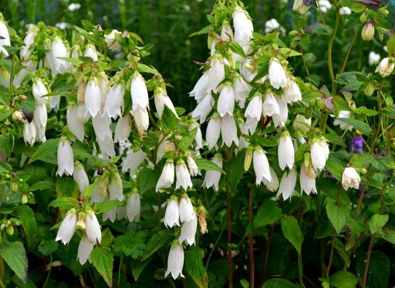 Na wzniesionych pędach dzwonek kropkowany wykształca pięknie wybarwione kwiaty