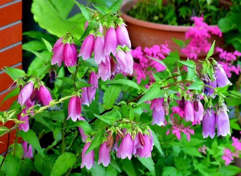 W zależności od odmiany dzwonki kropkowane mają rozmaite kolory – znajdziesz sadzonki kwitnące na fioletowo, różowo, kremowo i biało