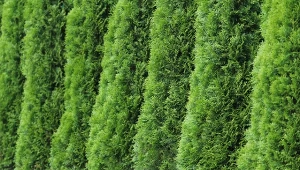 Podlewanie tui na wiosnę sprawi, że szybko odzyskają zielony kolor.