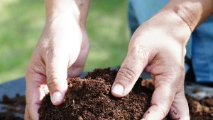 Kompost nie bez powodu nazywany jest "złotem" ogrodnika.