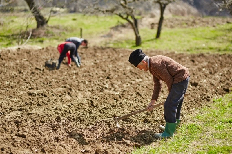 Aby plony były zdrowe i obfite, należy wzbogacić glebę w składniki odżywcze