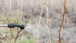 Najważniejszy oprysk przeciwko mszycom. Krzewy owocowe trzeba zabezpieczyć już w marcu