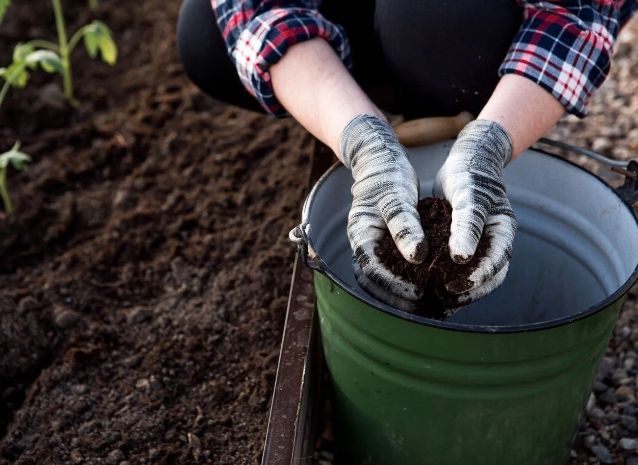 Kompost nadaje się do użycia gdy jest ciemnobrązowy i sypki.