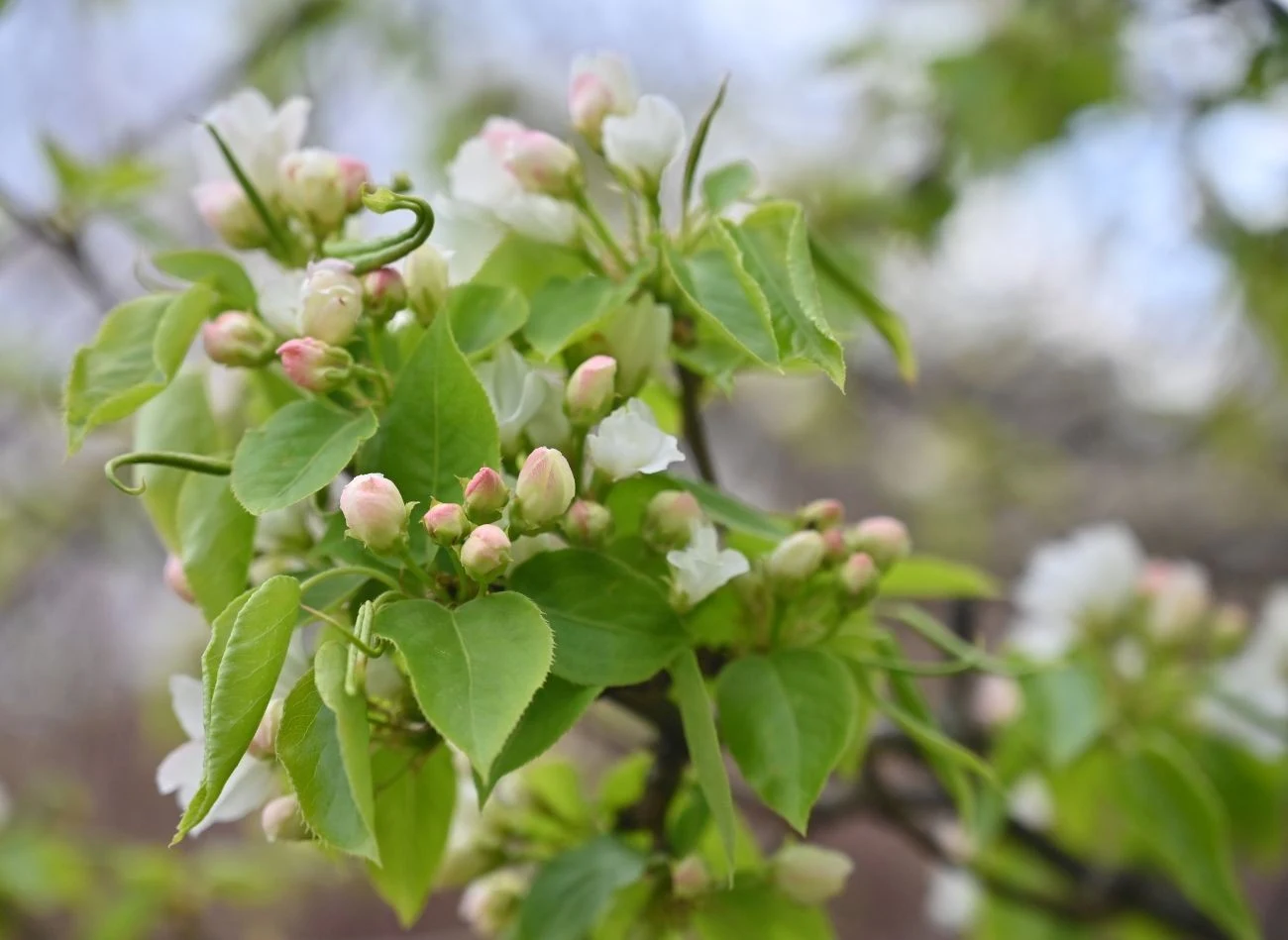 Oprysk olejem parafinowym zwalcza na jabłoni nie tylko mszyce, ale również przędziorki i tarczniki.