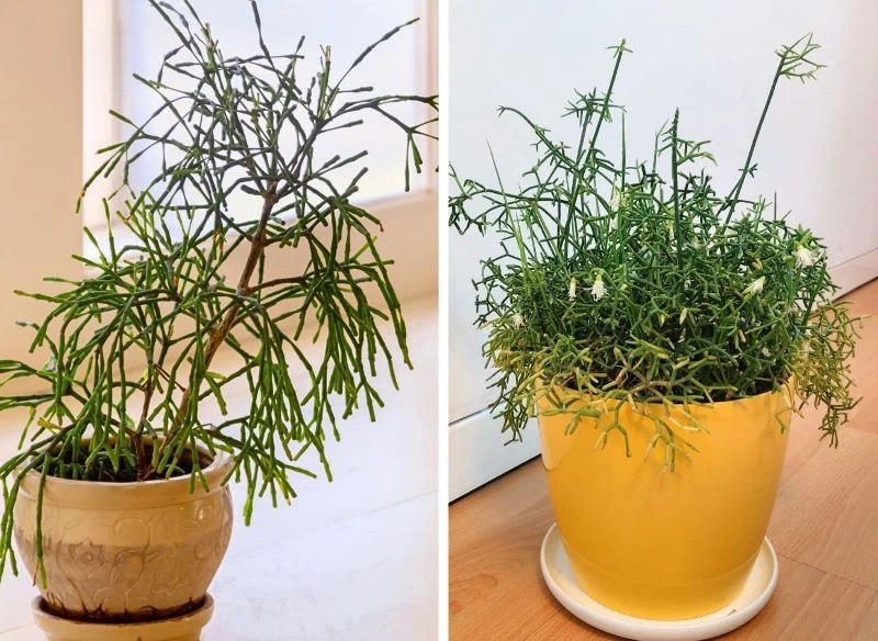 Kaktusy patyczaki potrafią przybrać bardziej wzniesiony lub niski i krzaczasty pokrój