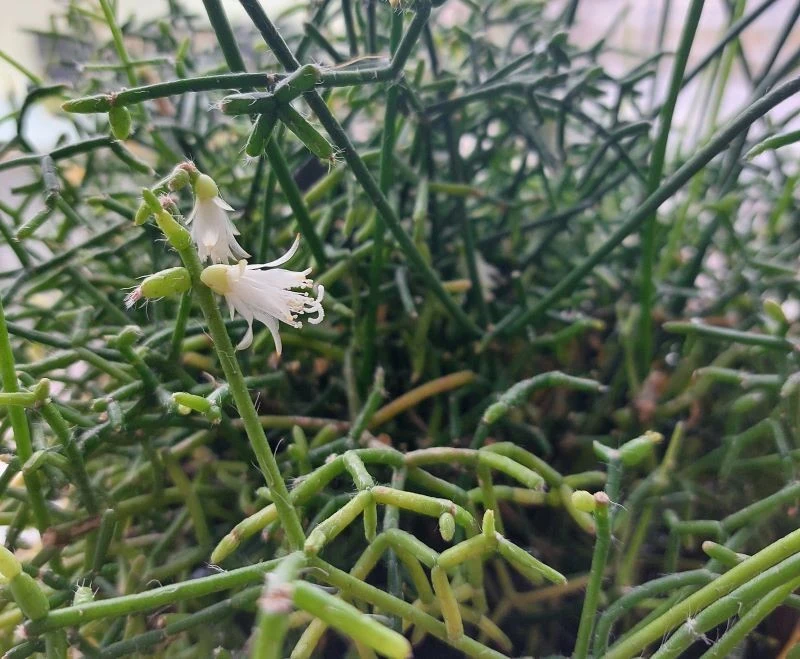 Kwiaty patyczaka, choć drobne, robią wrażenie, gdy na roślinie pojawi się ich wiele w tym samym momencie