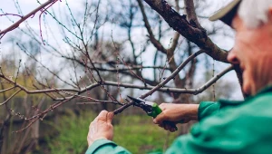 Przycinanie drzew owocowych wiosną to ważny zabieg pielęgnacyjny. Sprawdź, jak prawidłowo przycinać brzoskwinie.