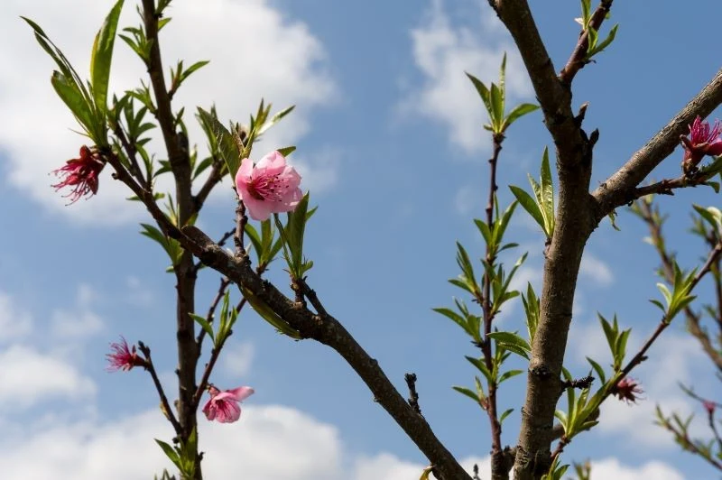 Okres kwitnienia wnosi radość do ogrodu