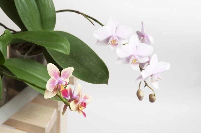 Umiarkowane nawożenie pobudza storczyki do kwitnienia