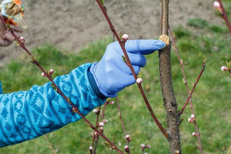Świeże rany po cięciu drzew owocowych warto zabezpieczyć maścią ogrodniczą