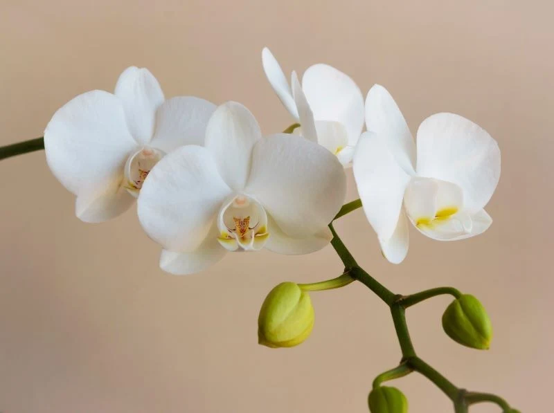 Błędy w pielęgnacji i niewłaściwe warunki wzrostu powodują, że storczyki gubią pąki
