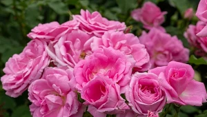 Wiosenna pielęgnacja róż słoni je do obfitego kwitnienia.