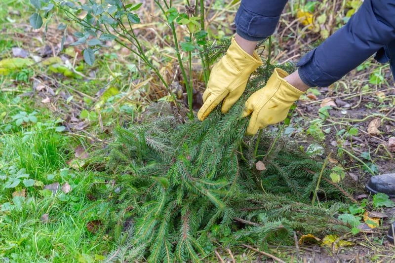 Kiedy odsłaniać róże po zimie