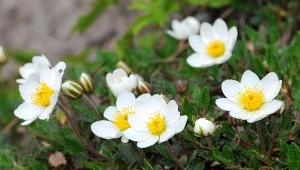 Dębik ośmiopłatkowy (Dryas octopetala) – uprawa i zastosowanie