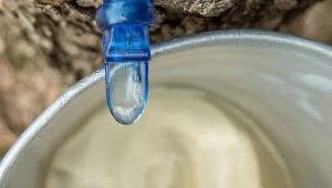 Sok z tego drzewa ma mniej cukru niż  sok z brzozy. Rozluźnia mięśnie i dobrze działa na żołądek