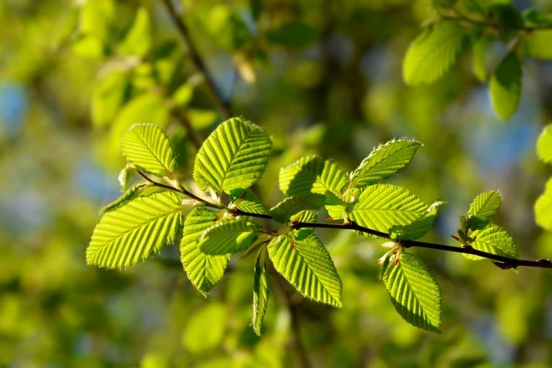 Sok z grabu zbieramy w słoneczną pogodę, gdy temperatura wynosi około 15 st