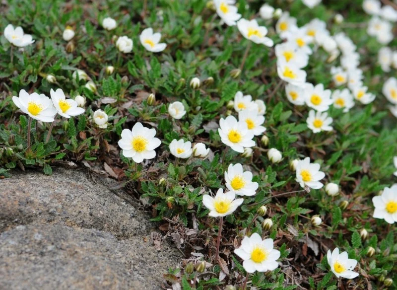 Dębik ośmiopłatkowy kwitnie od maja do czerwca, ale może też powtarzać kwitnienie