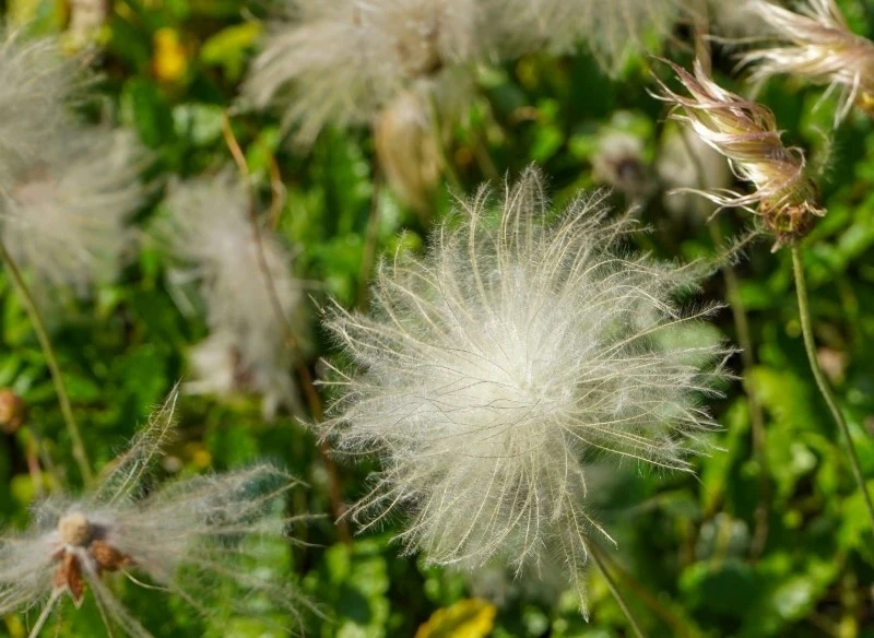 Po przekwitnięciu dębik ośmiopłatkowy tworzy puszyste owocostany