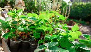 Szykujesz plan warzywnika i zastanawiasz się co posadzić obok truskawek? Sadzonki owocowe lubią określone towarzystwo. Jakie? Sprawdź w naszym artykule.