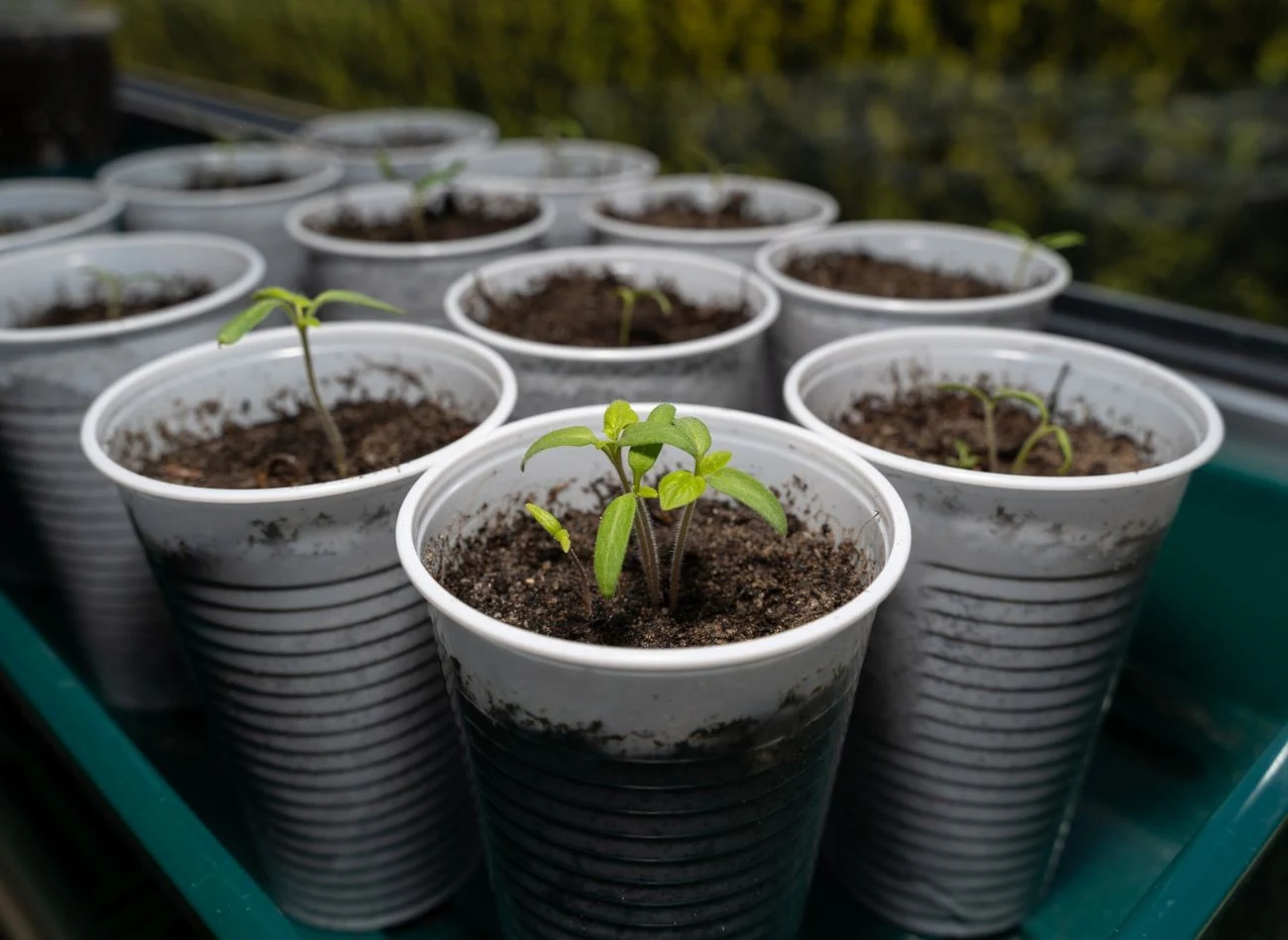 Najlepszym wyborem do przesadzania siewek są kubki lub doniczki o pojemności około 500 ml, wypełnione żyzną, przepuszczalną ziemią.