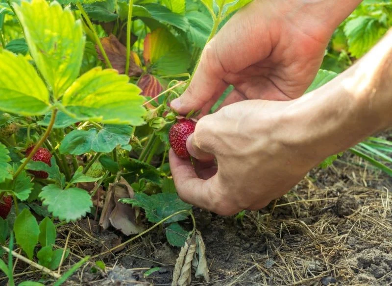 Dojrzałe truskawki to wspaniały, letni przysmak do jedzenia prosto z krzaczka, do wypieków, jak i szykowania kompotów czy słodkich przetworów