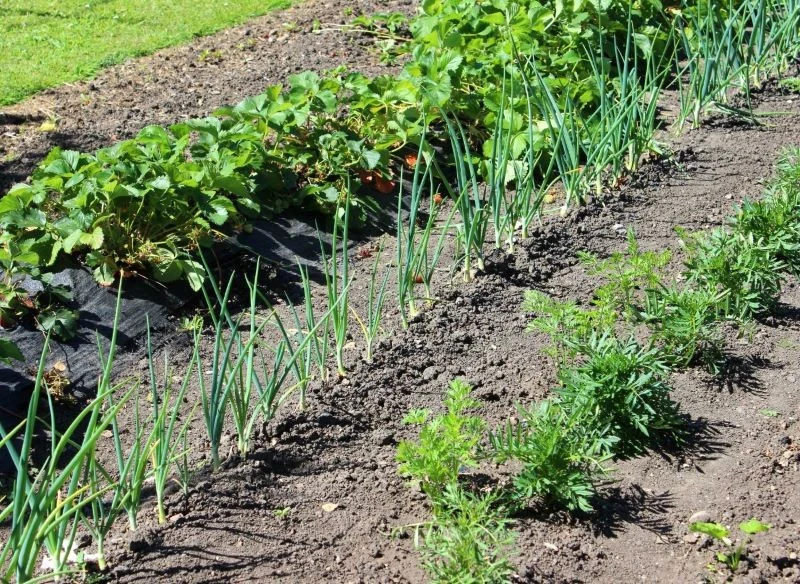 Grządki działkowe z cebulą, sadzonkami truskawek i kwiatami ozdobnymi, które działają odstraszająco na powszechnie występujące szkodniki