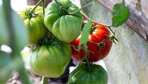 Dobrze przygotuj ziemię pod pomidory, aby latem cieszyć się udanymi zbiorami.