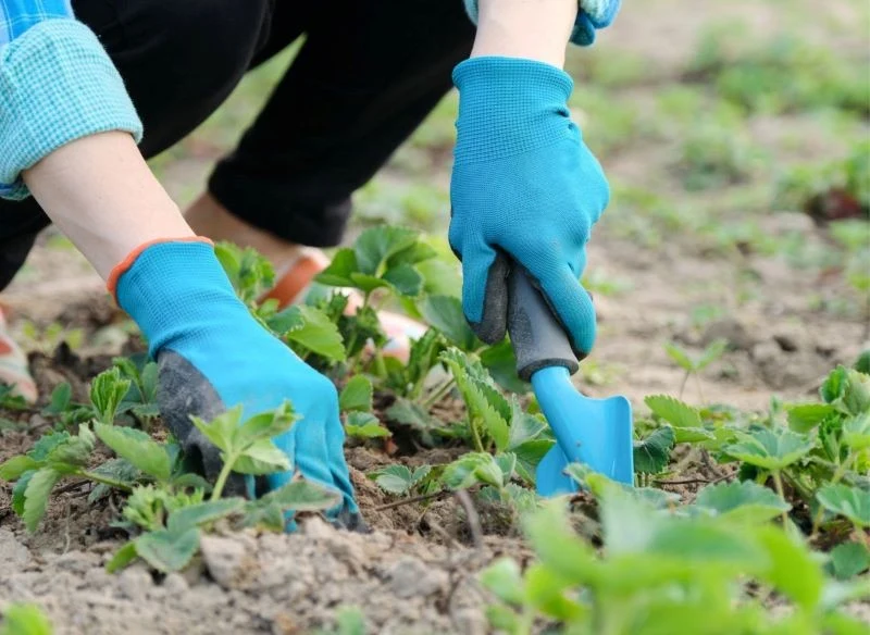 Przygotowując truskawki do intensywnego plonowania, zadbaj o usunięcie złogów roślinnych po zimie, odchwaszczenie rzędów, wzrusz ziemię i zapewnij ...