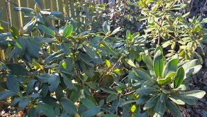 Co posadzić obok rododendrona? Dobre towarzystwo nie tylko zdobi, ale pomaga różanecznikom