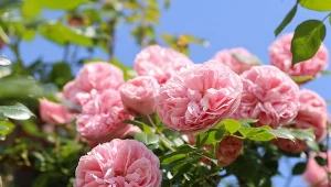 Bezproblemowe, długo kwitnące i pachnące róże pnące do ogrodu. Jakie odmiany wybrać?