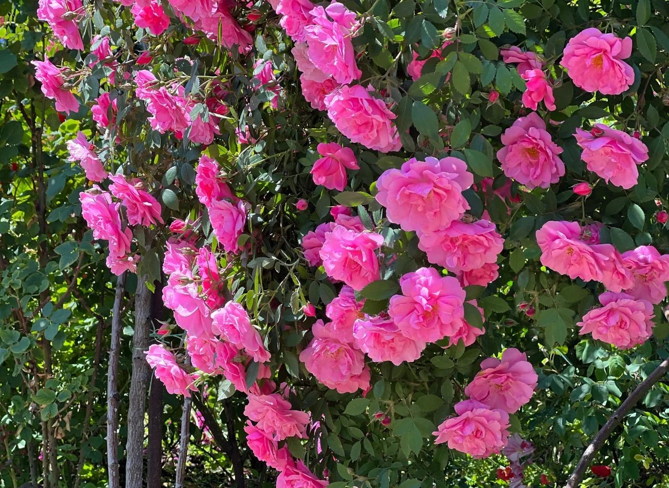 Decydując się na sadzenie róż pnących, trzeba zadbać o solidne i stabilne podpory.