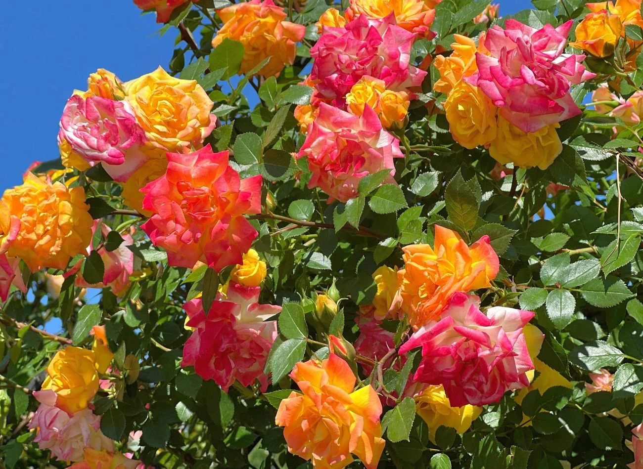 Róże pnące z grupy Climbers mają duże, pełne kwiaty o powtarzają kwitnienie