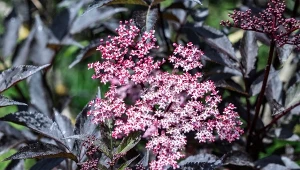 Bez czarny 'Black Tower', oryginalny krzew o prawie czarnych liściach, jeszcze bardziej zachwyca, gdy zakwita.