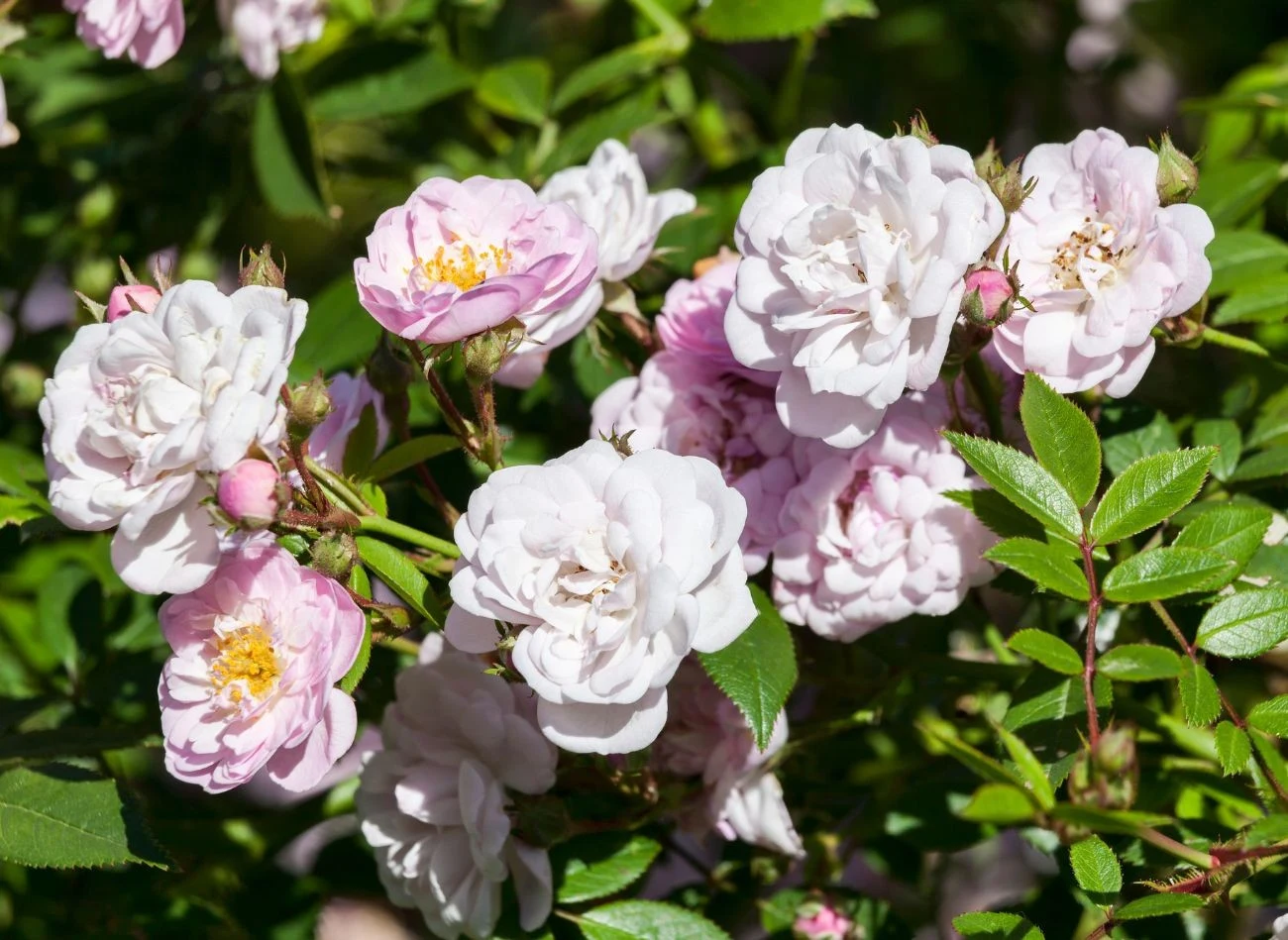 Róże pnące z grupy Rumblers charakteryzują się drobnymi kwiatami zebranymi w liczne kwiatostany.