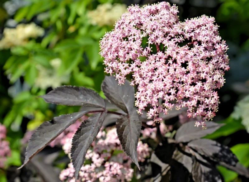 Kwitnący kwiat bzu czarnego w połowie lipca na ogrodowej rabacie
