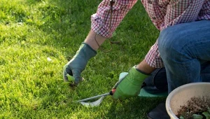 Dlaczego po zimie na trawniku są chwasty?