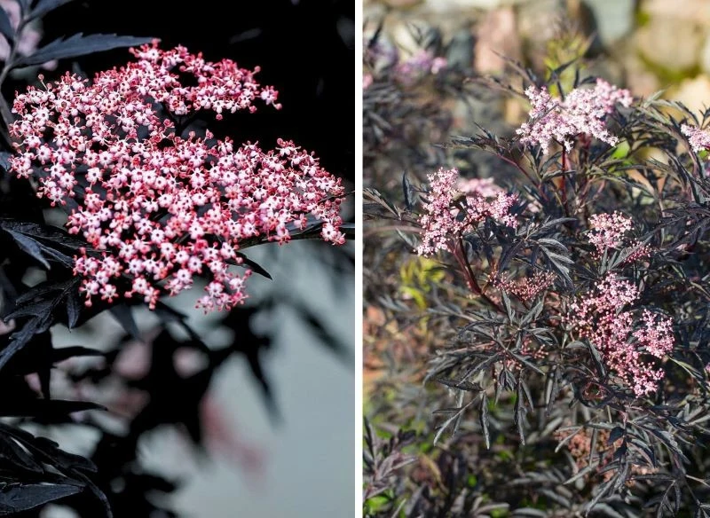 Bez czarny to oryginalna roślina, której liście przybierają podobny kolor do owoców