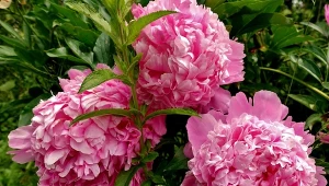 Odpowiednia pielęgnacja piwonii po ziemie sprawi, że latem bujnie zakwitną.