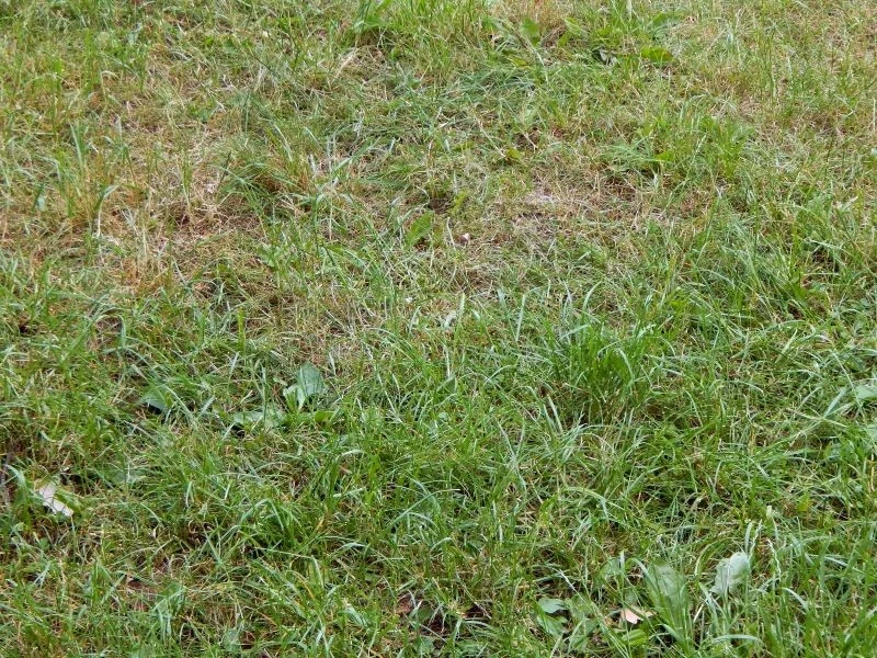 Jak pozbyć się chwastów z trawnika