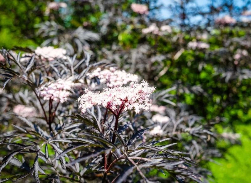 Bez czarny na stanowisku słonecznym przyjmuje najbardziej intensywne wybarwienie liści, przez co jest wyjątkowo dekoracyjny