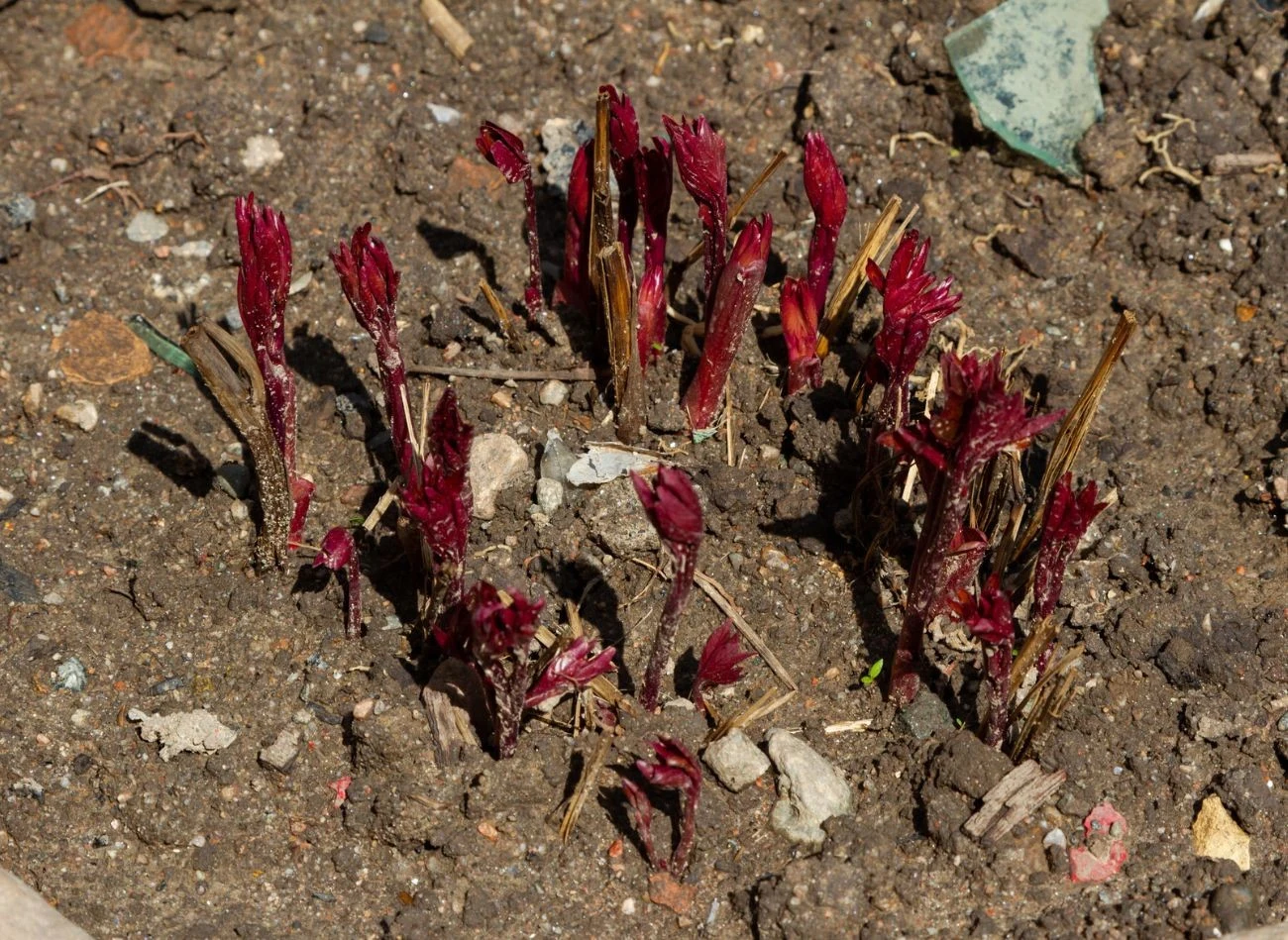 Wiosną piwonie potrzebują solidnego odżywienia. Czym najlepiej je nawozić?