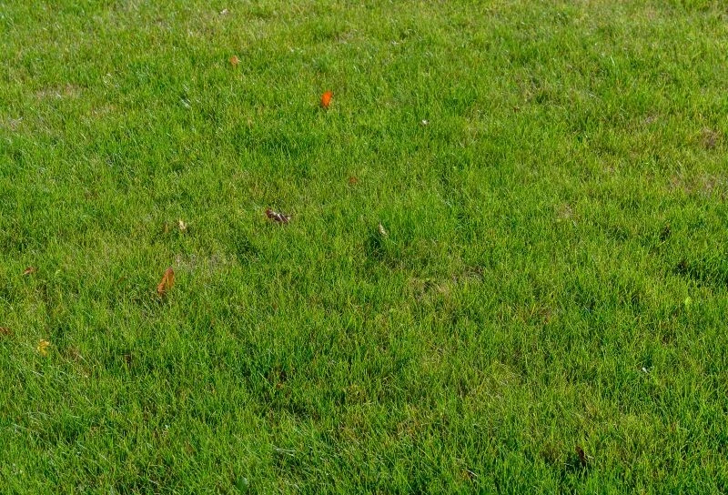 Prawidłowa pielęgnacja sprawia, że na trawniku rzadko pojawiają się chwasty