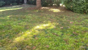 W marcu posyp trawnik. Pozbędziesz się mchu, murawa będzie jak na stadionie