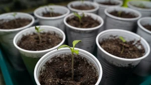 Sadzonki zaczynają się wyciągać i są słabe? Aby tego uniknąć, rozsadę należy doświetlać.