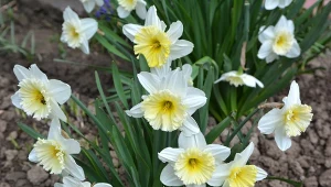 Narcyzy w piękny sposób zwiastują wiosnę.