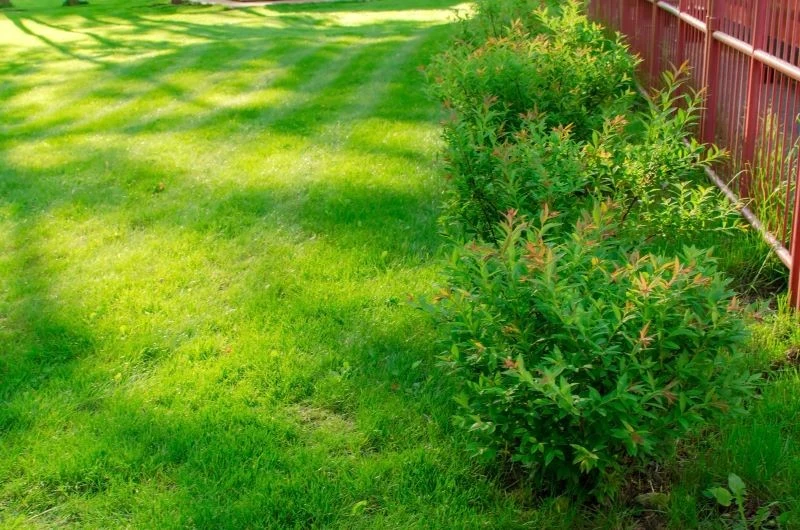 Odpowiedni zabieg odkwaszający wykonany wiosną poprawi kondycję trawnika i usunie plamy mchu