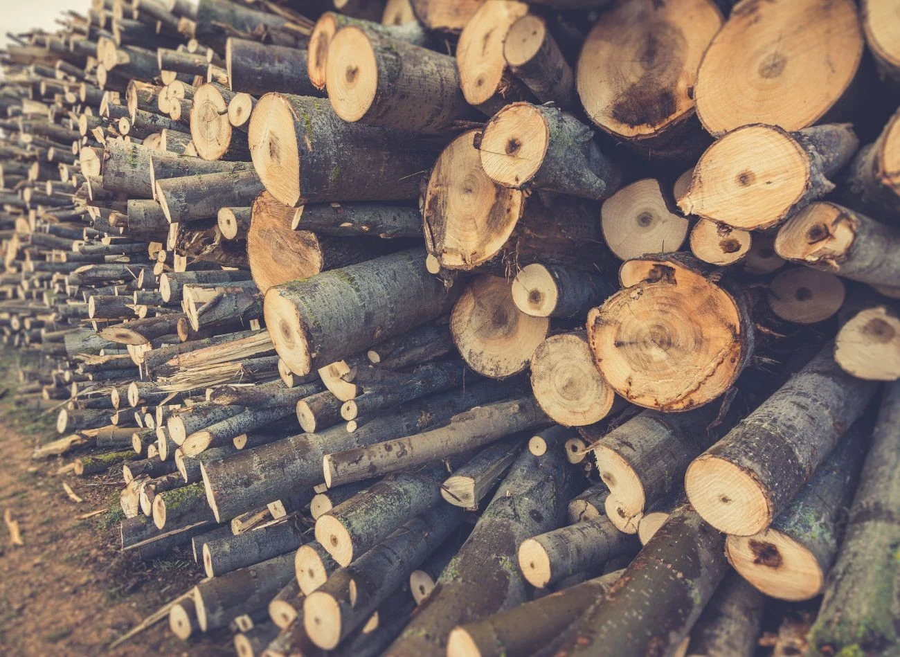 Drewno osikowe pali się wysokim i intensywnym płomieniem, dzięki czemu likwiduje zgromadzona w kominie sadzę.