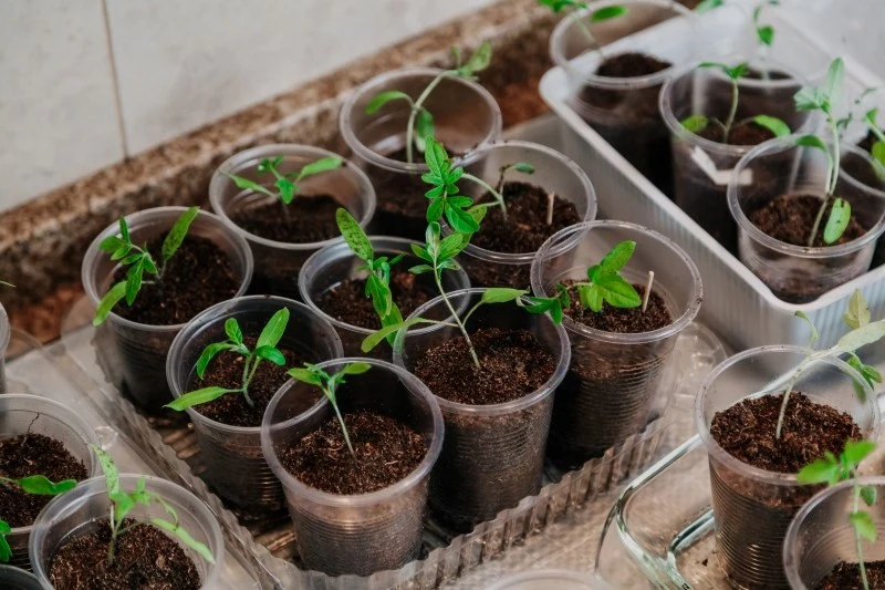 Pikowanie pomidorów można zastąpić stopniowym dosypywaniem ziemi