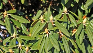 Dlaczego liście rododendronu zwijają się na krzewie? Po zimie roślinie może brakować wody i w ten sposób pokaże niedobory. Jednak to nie jedyna możliwość. Sprawdź, dlaczego rośliny chorują.