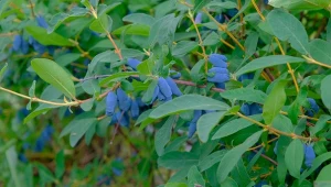 Jak ciąć jagodę kamczacką, żeby obficie owocowała?
